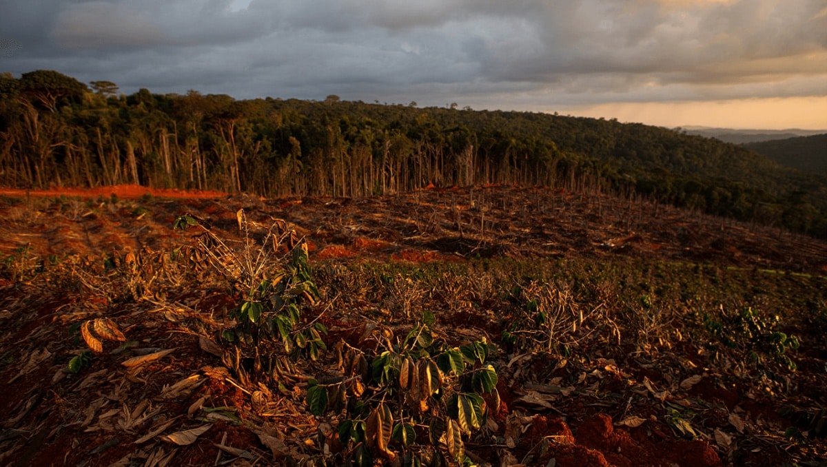 Coffee-driven deforestation is making it harder to grow coffee, watchdog group says