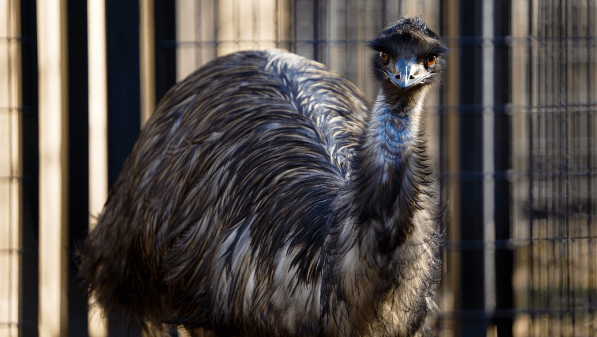 What we see when we look into the eyes of a bird
