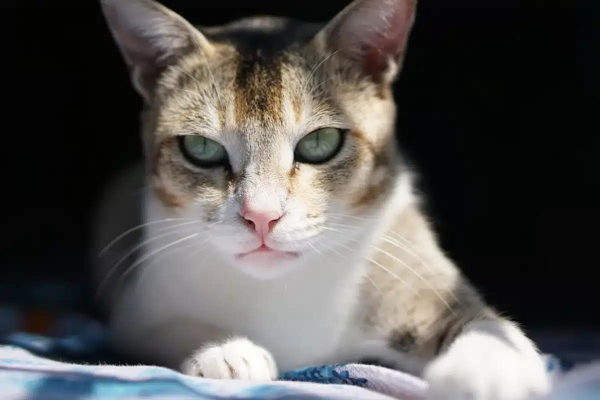 Zwei Katzen mit ausdrucksstarken Gesichtern, die Beobachter und Kritiker der menschlichen Aktivität darstellen.
