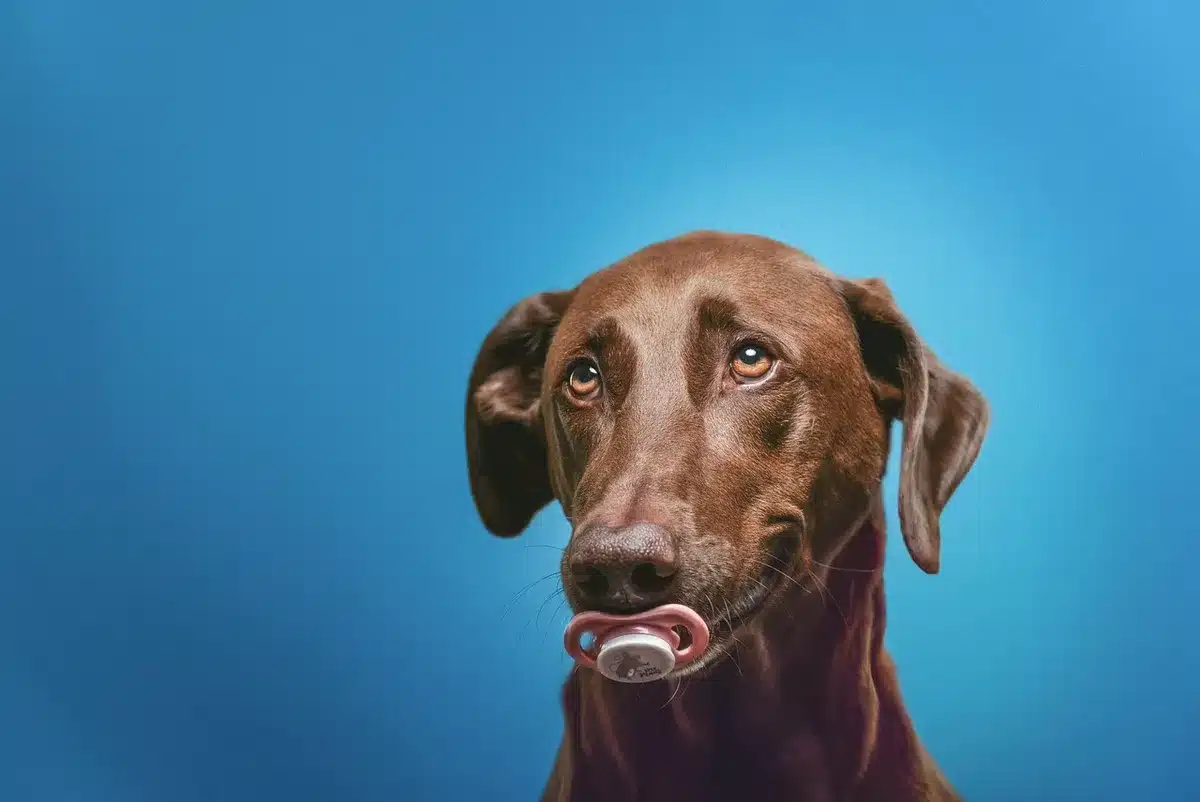 Dog opening a refrigerator with a satisfied expression, mimicking human behavior.
