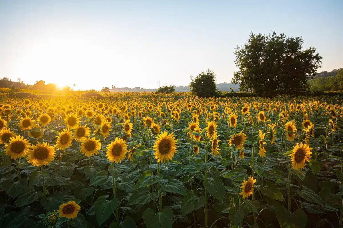 Open field at golden hour with a lone guitar case