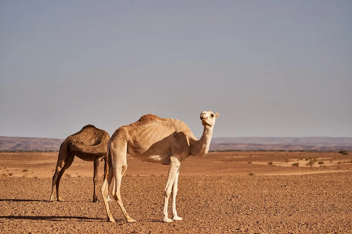 Someone hydrating with water bottle in hot desert conditions