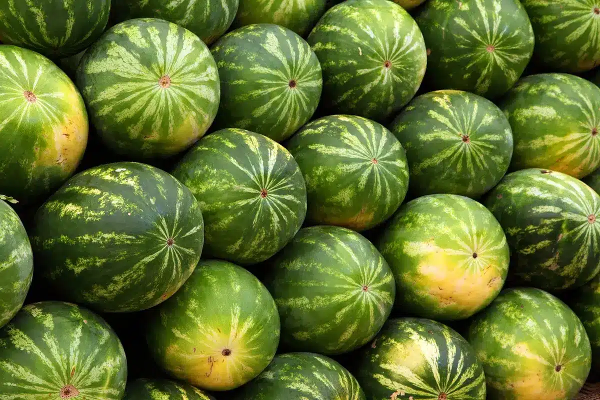 Person examining fresh produce at farmers market for quality and freshness