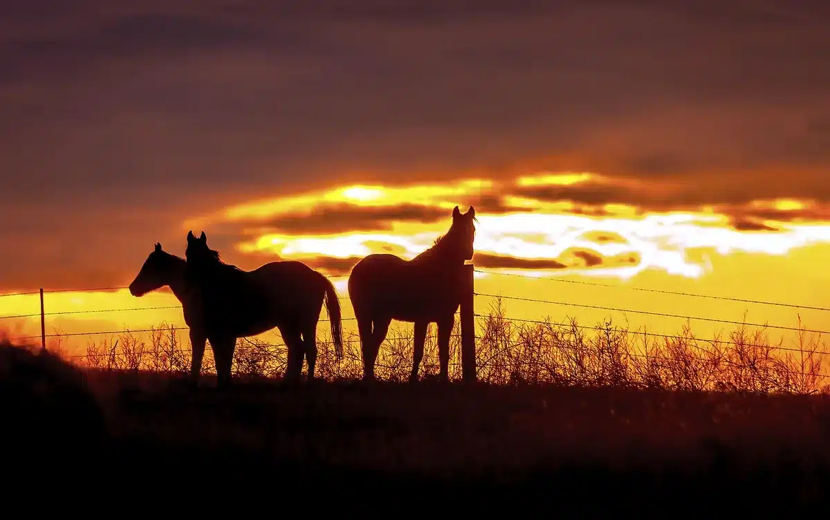 Two anonymous figures in cowboy hats by a pickup at a Texas-style ranch under open sky