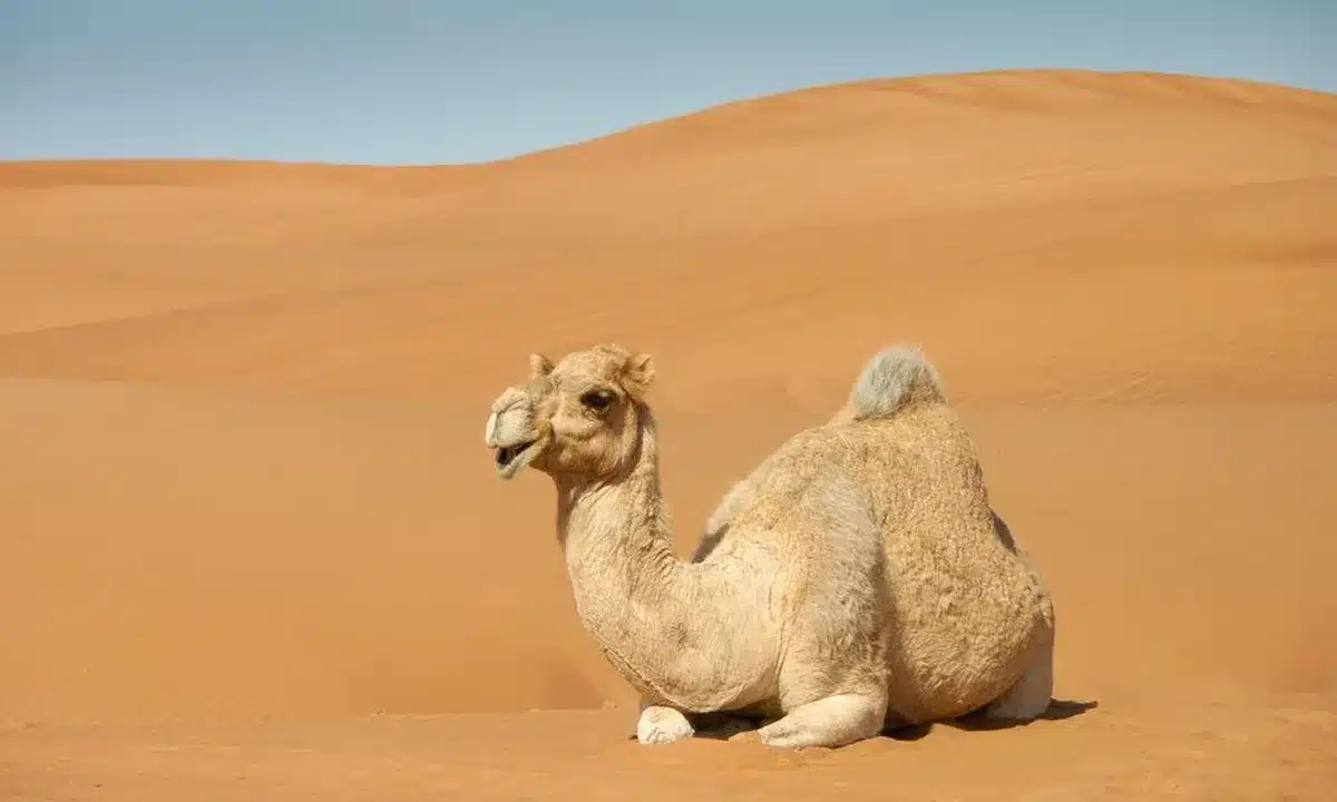 Surreal music video still with desert and neon overlays