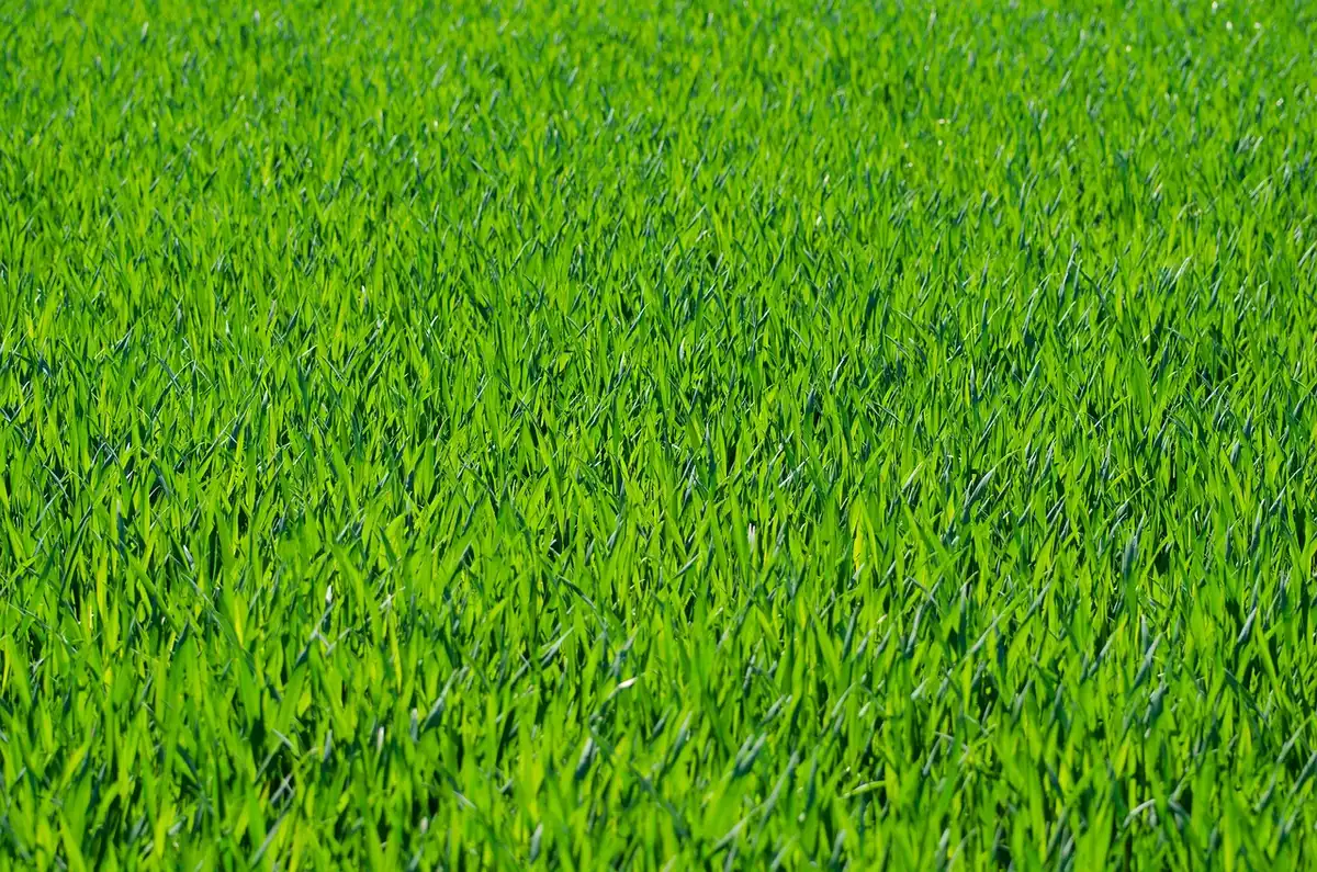 Lawn aeration and overseeding process for restoring damaged grass areas