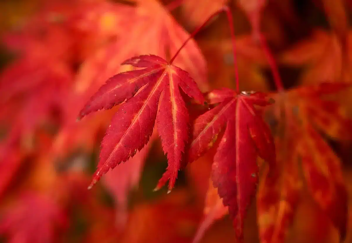Close-up of autumn leaves on the ground evoking nostalgia