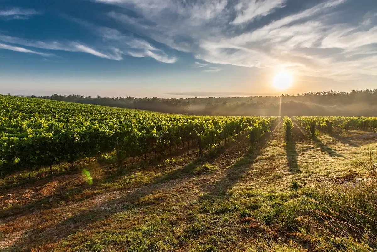 Sunlit vineyard and a modern house blending pastoral and cinematic mood