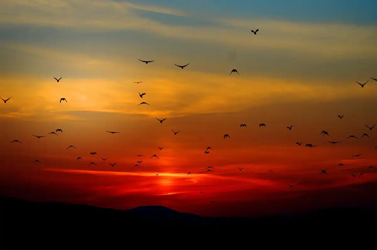 Warm-toned Harshlands landscape at dusk with a musician composing