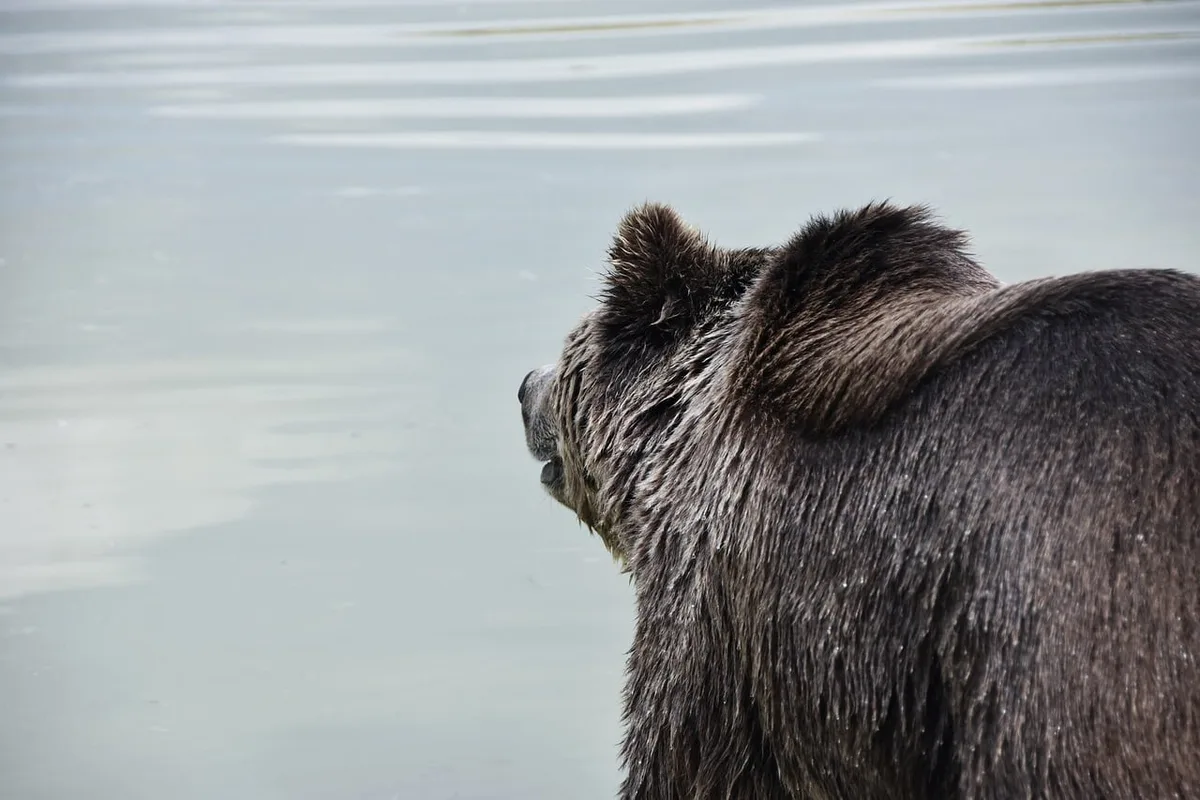 Illustration of bear safety: secure trash, remove food, and carry bear spray