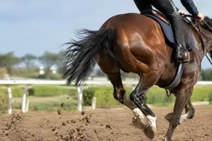 Jockeys and horses: the two athletes powering every horse race