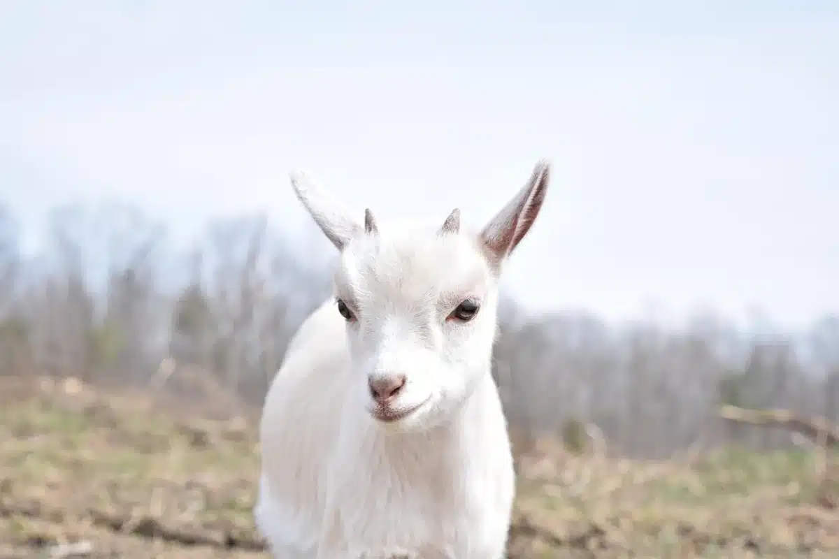 A small herd of fainting (Myotonic) goats grazing in a field